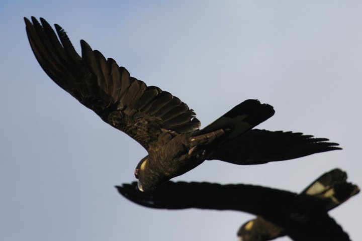 �L�C���I�N���I�E��