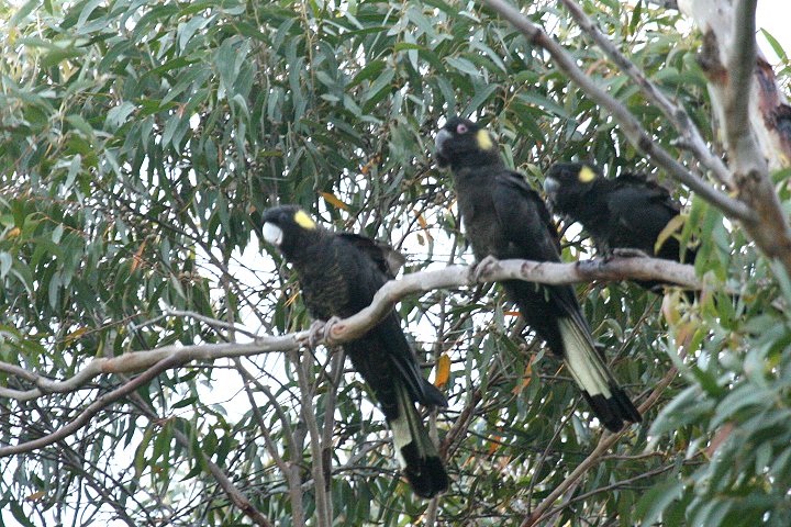 �L�C���I�N���I�E��