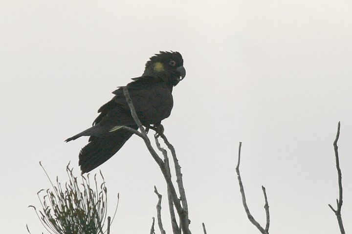 �L�C���I�N���I�E��