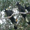 Yellow-tailed Black-Cockatoo �L�C���I�N���I�E��