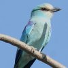 Abyssinian Roller �I�i�K�j�V�u�b�|�E�\�E