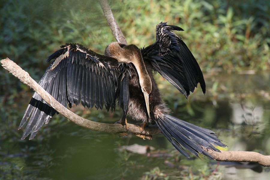 �A�t���J�w�r�E