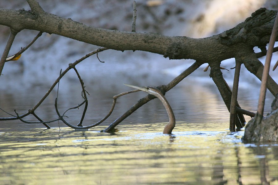 �A�t���J�w�r�E