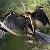 African Darter �A�����J�w�r�E