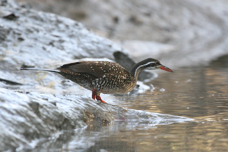 �A�t���J�q���A�V