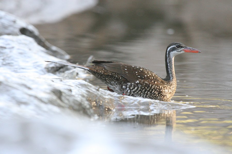 �A�t���J�q���A�V