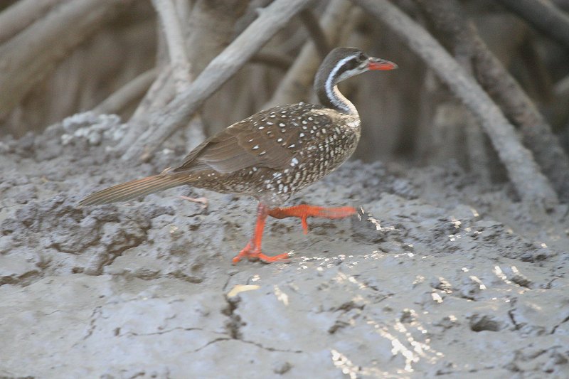 �A�t���J�q���A�V