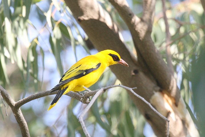 �A�t���J�R�E���C�E�O�C�X