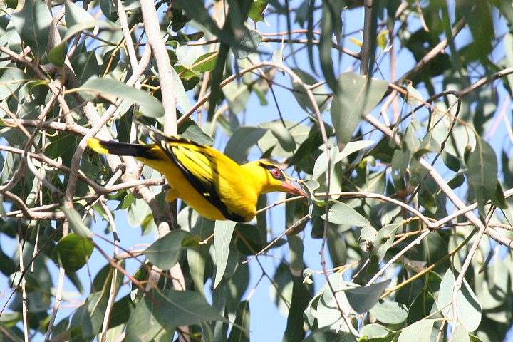 �A�t���J�R�E���C�E�O�C�X