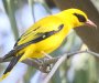 African Golden Oriole �A�t���J�R�E���C�E�O�C�X