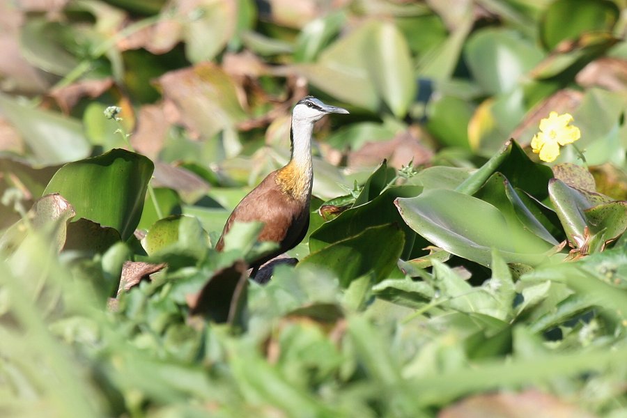 �A�t���J�����J�N