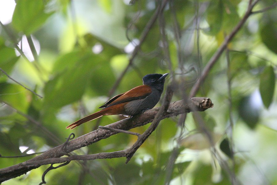 �A�t���J�T���R�E�`���E