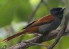 African Paradise Flycatcher �A�t���J�T���R�E�`���E