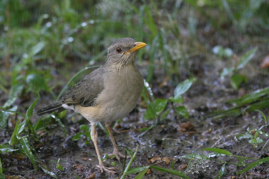 �A�t���J�c�O�~