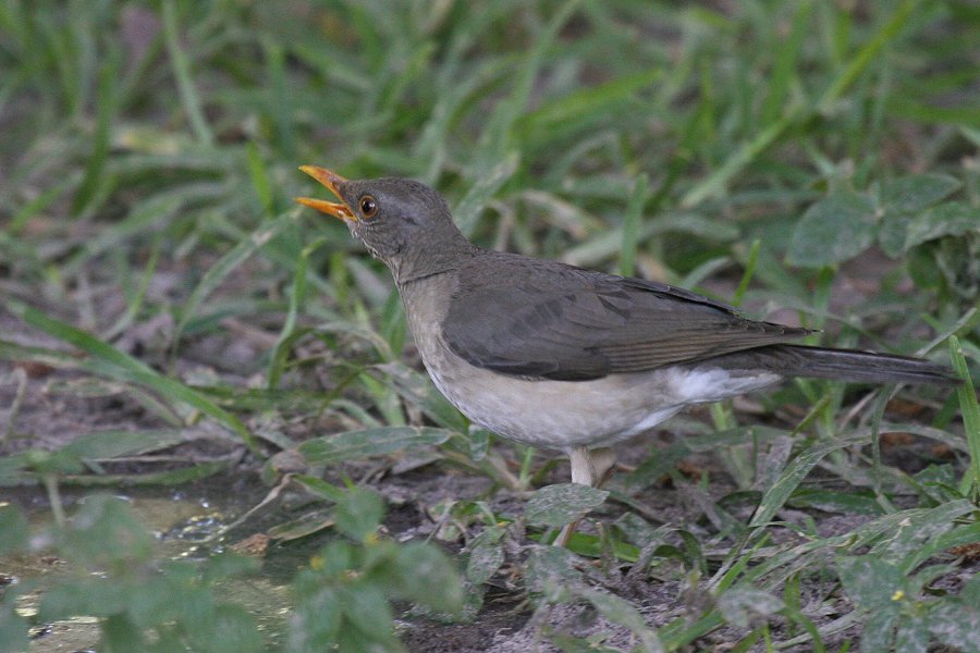 �A�t���J�c�O�~