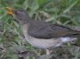 African Thrush �A�t���J�c�O�~