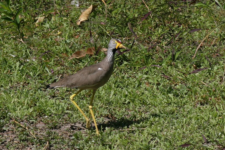 �g�T�J�Q��