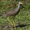 African Wattled Lapwing �g�T�J�Q��