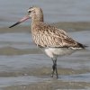 Bar-tailed Godwit �\���n�V�V�M