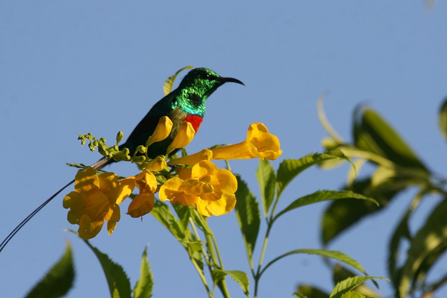 �E�c�N�V�I�i�K�^�C���E�`���E