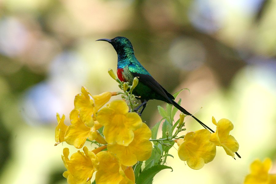 �E�c�N�V�I�i�K�^�C���E�`���E