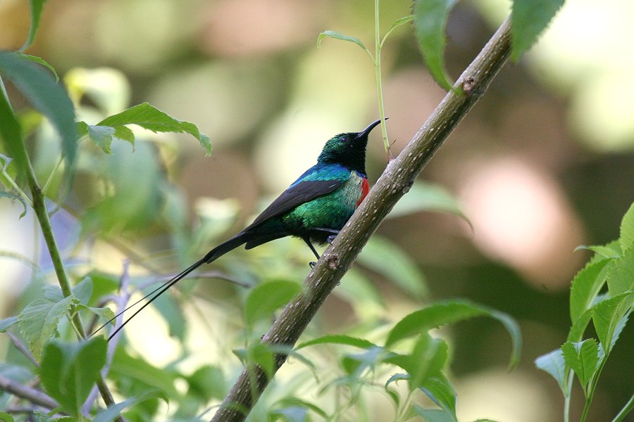 �E�c�N�V�I�i�K�^�C���E�`���E