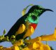 Beautiful Sunbird �E�c�N�V�I�i�K�^�C���E�`���E