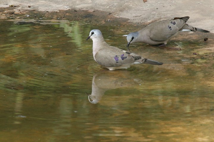 �n�V�O���A�I�t�o�g