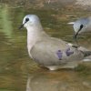 Black-billed Wood Dove �n�V�O���A�I�t�o�g