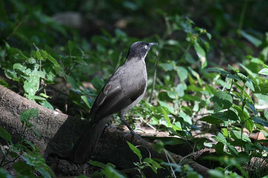 �Y�O�����u�`���h��