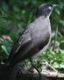 Black-cap Babbler �Y�O�����u�`���h��