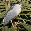 Black-crowned Night Heron �S�C�T�M