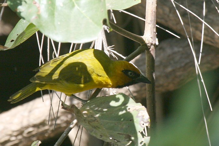 �m�h�O���n�^�I��