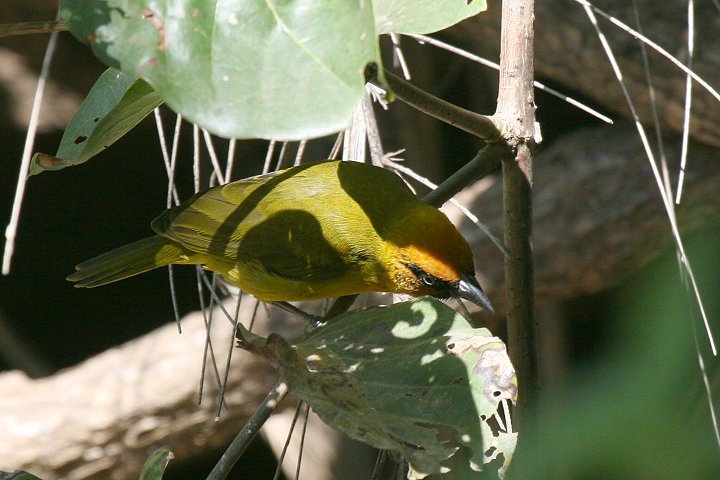 �m�h�O���n�^�I��