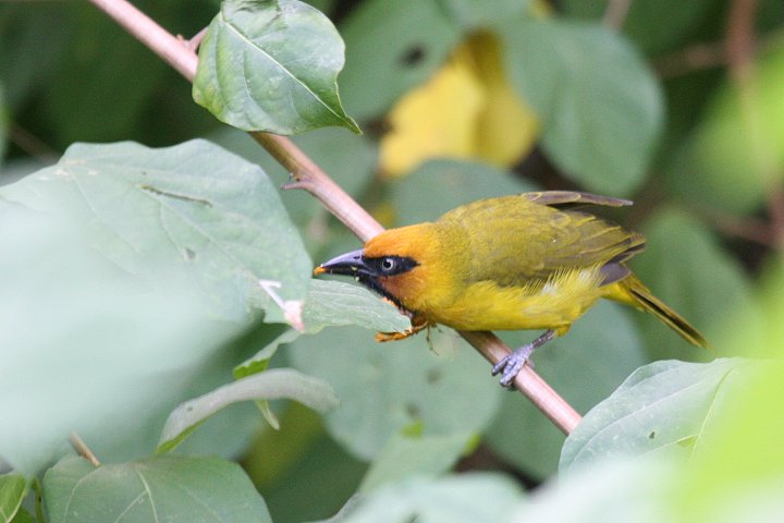 �m�h�O���n�^�I��