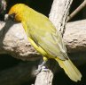 Black-necked Weaver �m�h�O���n�^�I��