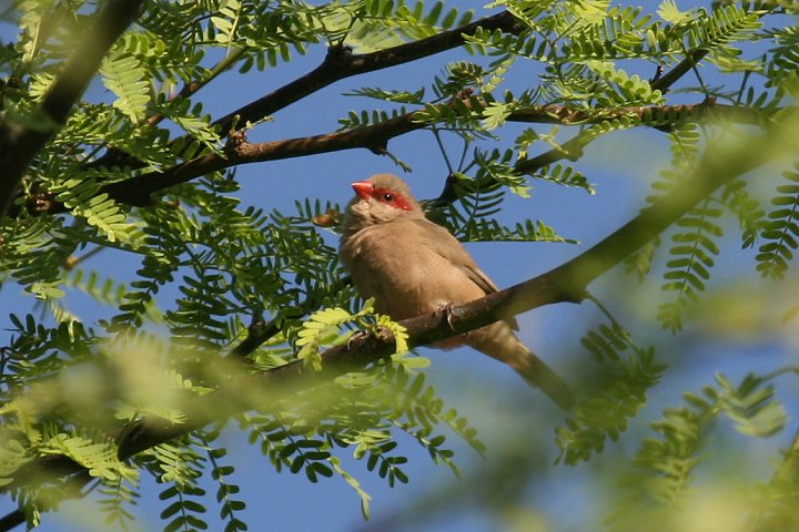 �J�G�f�`���E