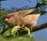 Black-rumped Waxbill �J�G�f�`���E