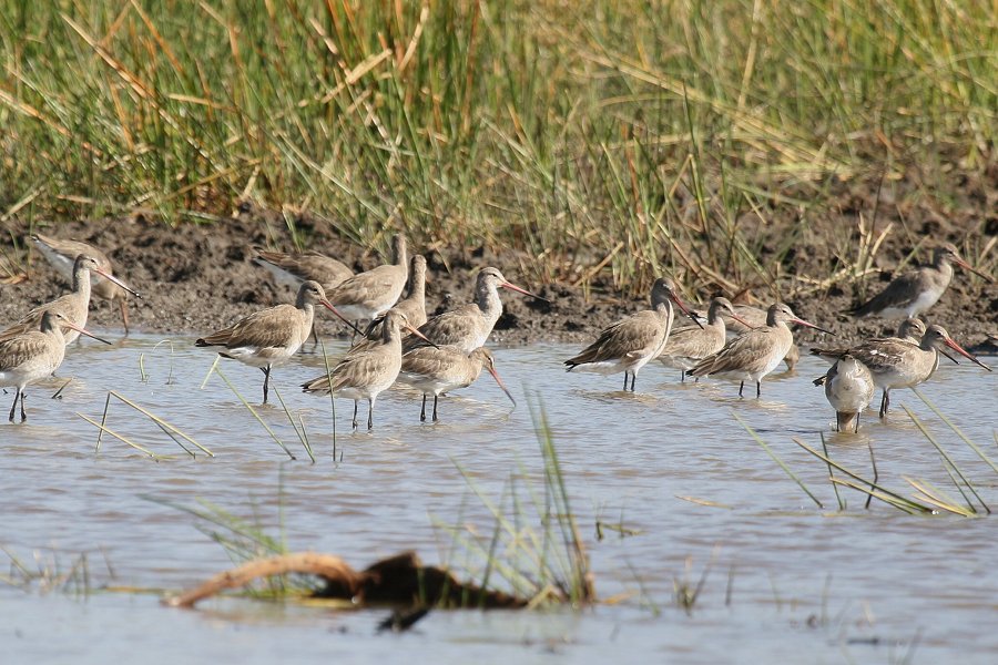 �I�O���V�M