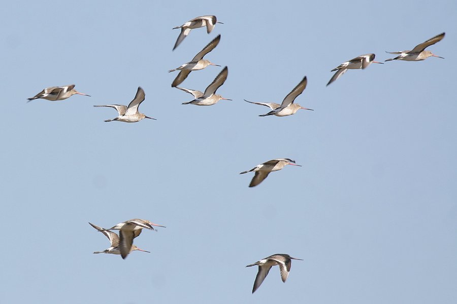 �I�O���V�M