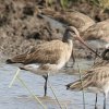 Black-tailed Godwit�@�I�O���V�M