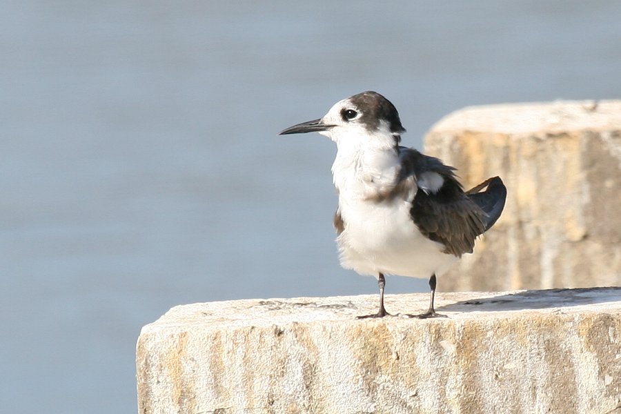 �n�V�O���N���n���A�W�T�V�i�~�H�j