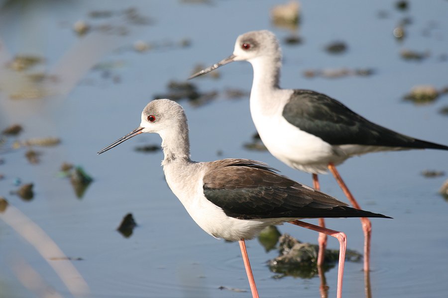 �Z�C�^�J�V�M