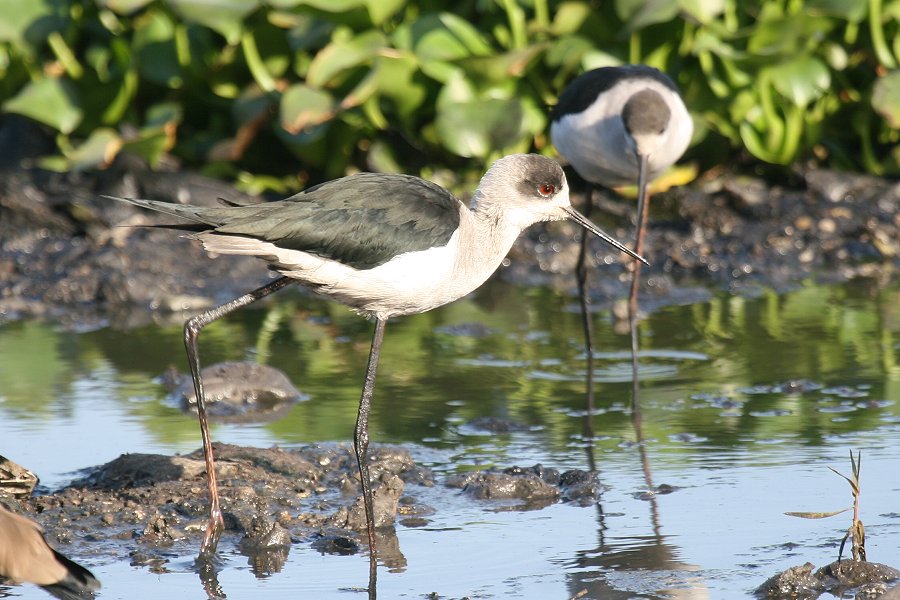 �Z�C�^�J�V�M