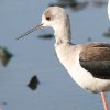 Black-winged Stilt �Z�C�^�J�V�M