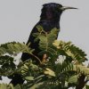 Black Wood-Hoopoe �N���������c�K�V��