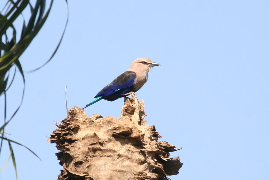 �A�I�n���j�V�u�b�|�E�\�E