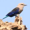 Blue-bellied Roller �A�I�n���j�V�u�b�|�E�\�E