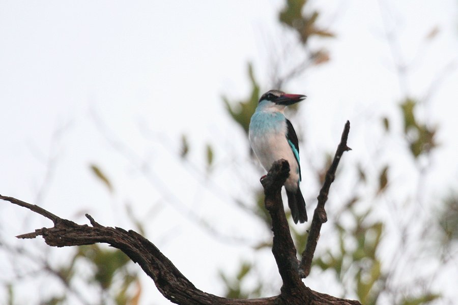 �A�I���l�V���E�r��