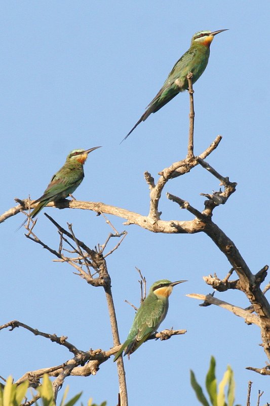 �����z�I�n�`�N�C